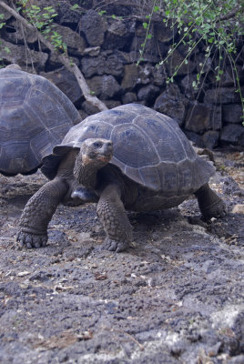 Female Giant Tortoise