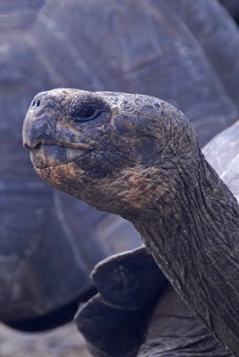 Giant Tortoise Close Up