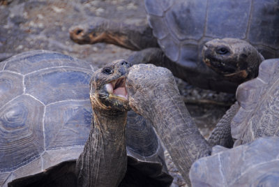 Giant Tortoise Fight