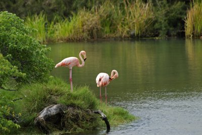 Greater Flamingos 1
