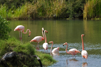 Greater Flamingos 2