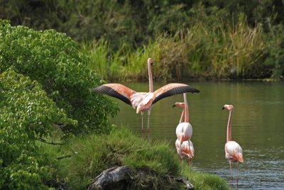 Greater Flamingos 3