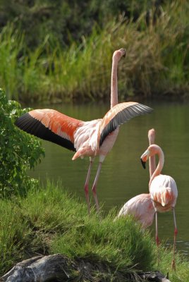 Greater Flamingos 4