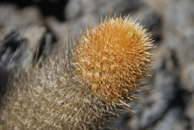 Lava Cactus Closeup