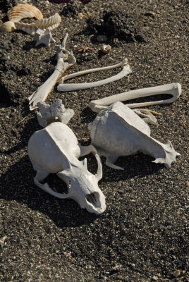 Skulls and Bones Still Life