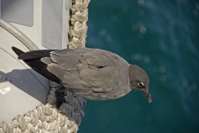 Lava Gull - Overhead