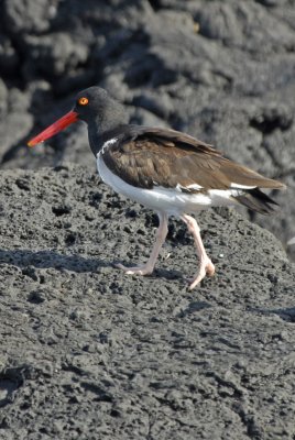 American Oyster Catcher 2