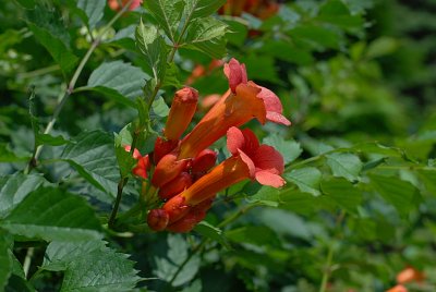 Trumpet Vine