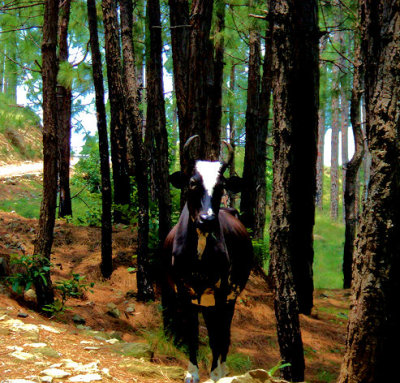 an alert cow in pine forest near ryall