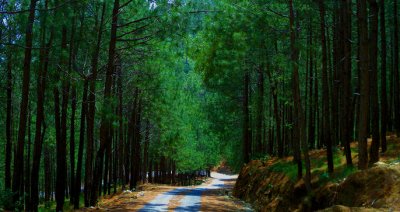 roadside pine near reyall. pic Jamil