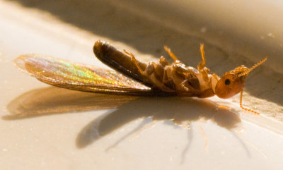 Drywood Termite Bites the Dust