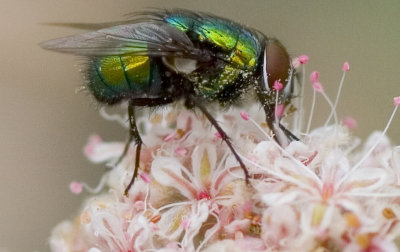 Fly feasting on Buckwheat