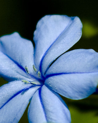 Blue Plumbago