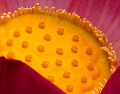 Lotus