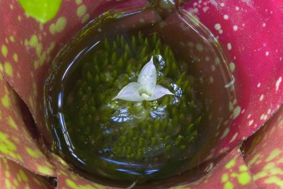 Life emerging from Bromeliad water pool