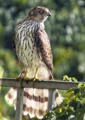 Drying out wet feathers after a cloudburst