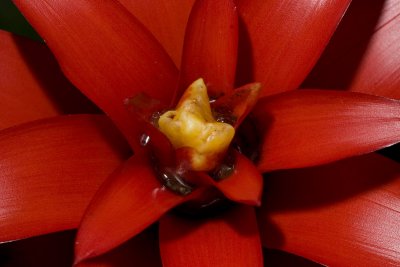  Budding Bromeliad