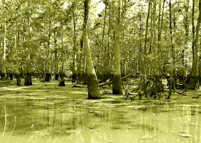 New Orleans swamp after Katrina