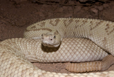 Neotropical Rattlesnake