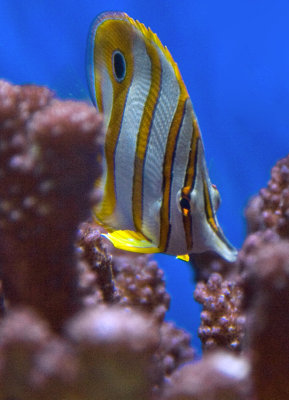 Copper-banded Butterflyfish