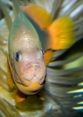 Red saddleback Anemonefish