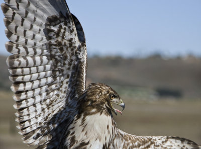 Red-shouldered Hawk