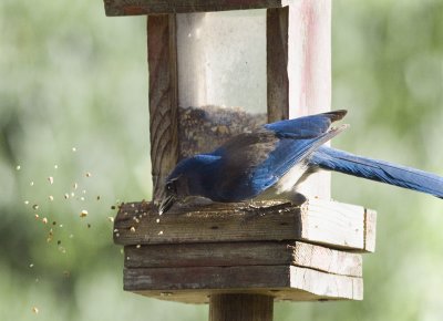 Scrub Jay 