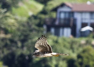 Northern Harrier