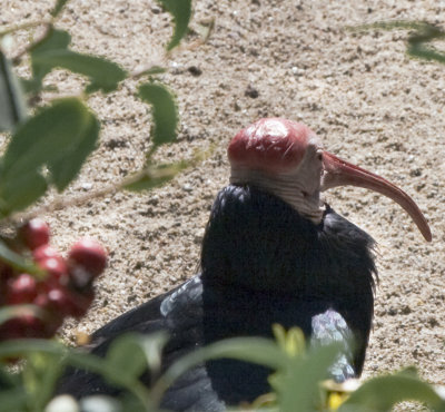 Eight or nine berries, and one Southern Bald Ibis