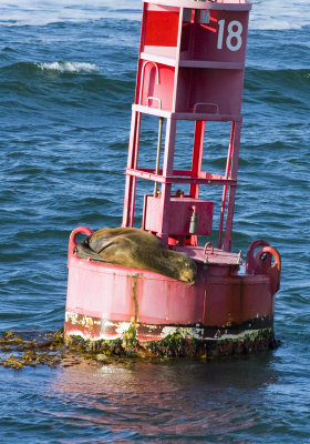 Sea Lion snoozing on Navigational Bouy #18