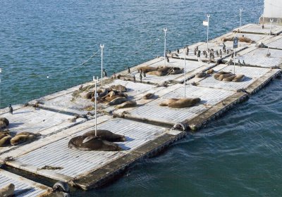 Sea Lions and Cormorants share the platforms of the Bait Tanks