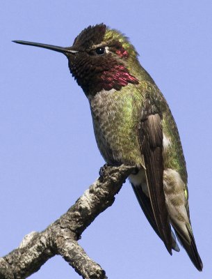 Anna's Hummingbird Showing His Colors