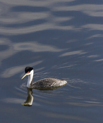 Western Grebe