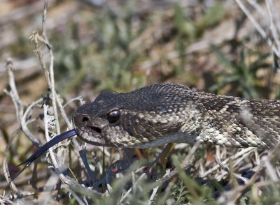 Southern Pacific Rattlesnake