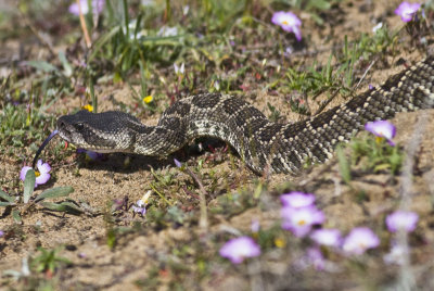 Southern Pacific Rattlesnake