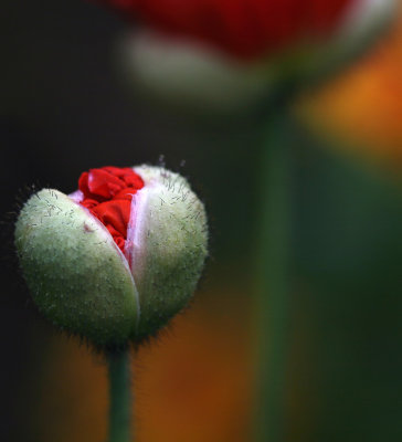 Poppy