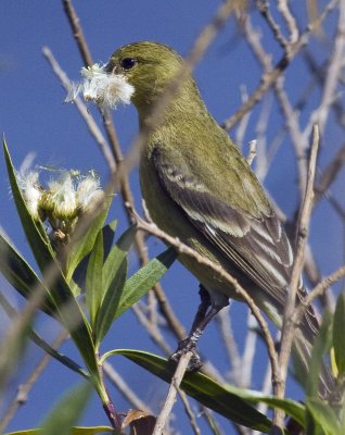 Lesser Goldfinch