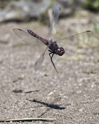 Red Dragonfly in Flight