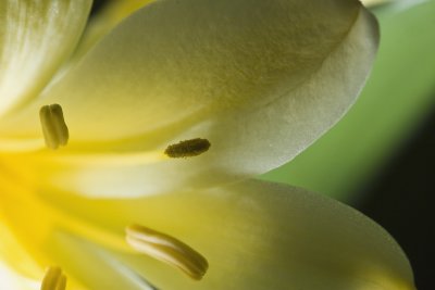 Clivia