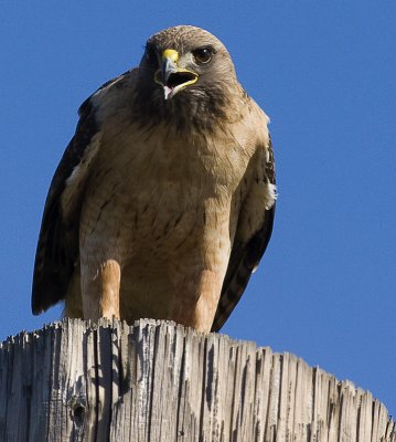 Red-tailed Hawk