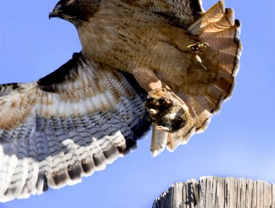 Red-tailed Hawk with prey