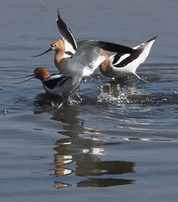 American Avocets