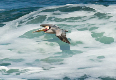 California Brown Pelican