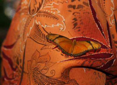 This butterfly was drawn to on the back of a photographer's blouse