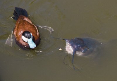 Pond Life