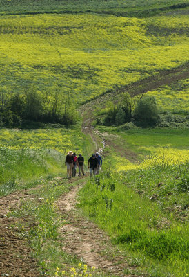 Mustard Season in the Chianti Hills