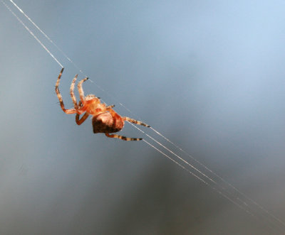 Small Orange Spider