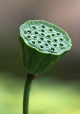 Lotus Showerhead