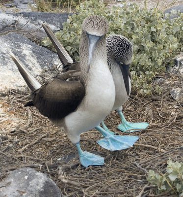 Blue-footed Boobies