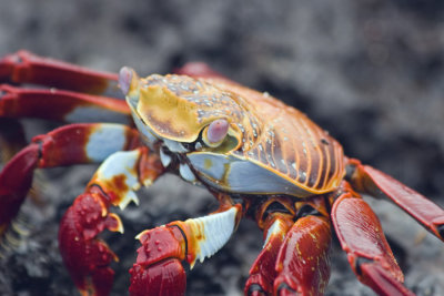 Crabs